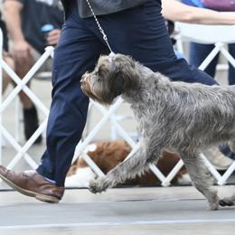 Wirehaired Pointing Griffons from Dead Oak Griffons