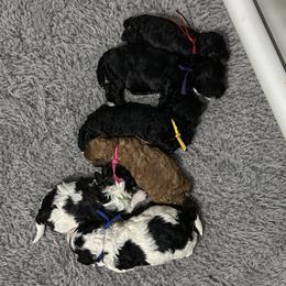 Bernedoodles, Cavalier King Charles Spaniels, Cavapoos, Cockapoos, and Poodles from Cavapoo Acres