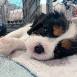 Cavalier King Charles Spaniel Puppies from Alohana Cavaliers