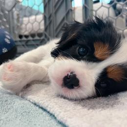 Cavalier King Charles Spaniel Puppies from Alohana Cavaliers