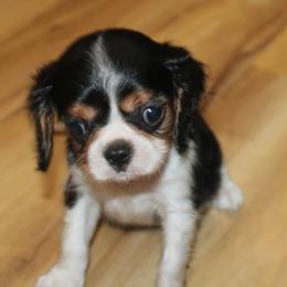 Boy 5 - male Cavalier King Charles Spaniel puppy in Leonard, Texas from Rising Star Kennels