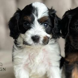 Cavapoos from Autumn Poodles/Doodles
