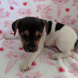 Parson Russell Terrier puppies from Elite Parson Russells