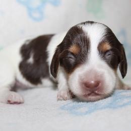 Girl 1 - Chocolate and tan female Dachshund puppy in Craig, Colorado from Rocky Mountain Shih Tzus and Dry Creek Miniature Dachshunds