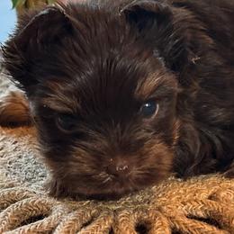 Thor - Chocolate, tan and white male Yorkshire Terrier puppy in Lafayette, Georgia from Berggipfel Yorkies
