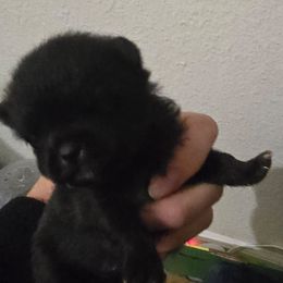 Jet - Black parti male Pomeranian puppy in Placer County, California from Lilmonster Pomeranians