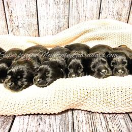 Labrador Retrievers from Superstition Mountain Labradors