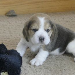 Beagle Puppies from Alpenglow Beagles