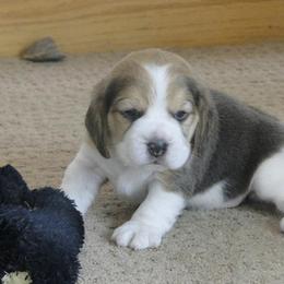 Beagle Puppies from Alpenglow Beagles