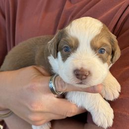 Australian Shepherd Puppies from Batt Ranch Australian Shepherds