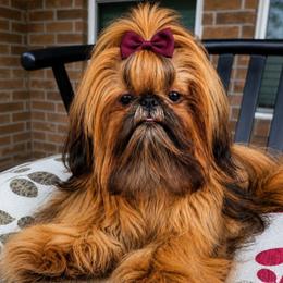 Serena - Shih Tzu
