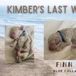 Finn - Apricot male Goldendoodle puppy in Inez, Texas from Heavenly H Doodles