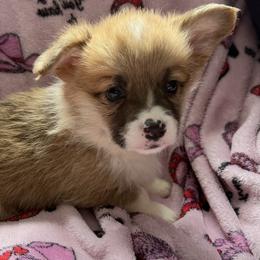 Boy 2 - Red male Pembroke Welsh Corgi puppy in White Sulfur Springs, Montana from Montana Shorties