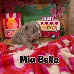 Mia Bella - Tricolors female French Bulldog puppy in Glendale, Arizona from Frenchiepuphub