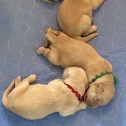 Golden Retriever Puppies from Gail’s Goldens