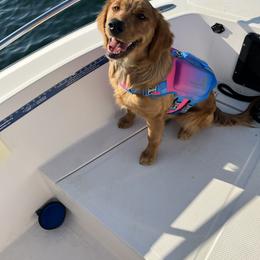 Golden Retriever Puppies from Nomadic Reds