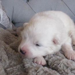 Light Pink Girl - Samoyed puppy in West Jordan, Utah from My Samoyed Family