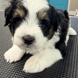 Black parti - Parti male Miniature Schnauzer puppy in Kaufman, Texas from KK’s Krazy Kennels