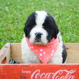 Saint Bernard Puppies from Atkinson Saint Bernards