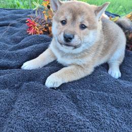 Lacy - Black and tan female Shiba Inu puppy in Columbus Junction, Iowa from Liz's Shiba Inu