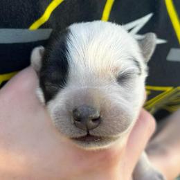Boy 5 - Blue male Australian Cattle Dog puppy in Irvington, Kentucky from Dry Valley’s Australian Cattle Dogs