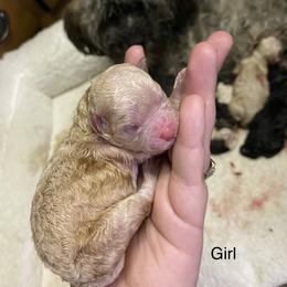 Maltipoo Puppies from Sugar's Maltipoo's
