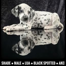 Shade (LUA) - White and black male Dalmatian puppy in Salem, Missouri from Paradise Spots Dalmatians