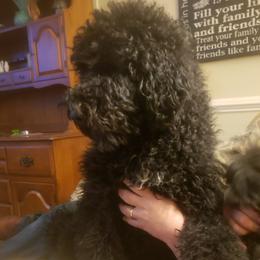 Olive - Goldendoodle