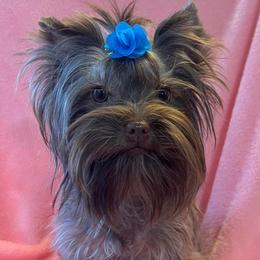 Regan - Yorkshire Terrier