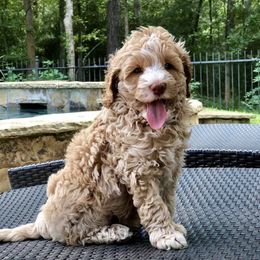 Australian Labradoodles from Noble FUR Labradoodles