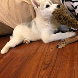 Siberian Husky Puppies from Anna Weber's Siberian Huskies