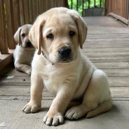 Garnet - Yellow male Labrador Retriever puppy in Rock Hill, South Carolina from North Star Retrievers