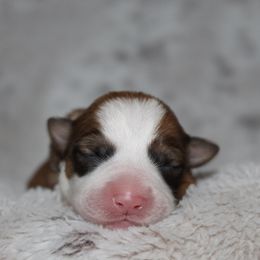 Mercedes - Red female Pembroke Welsh Corgi puppy in Goliad, Texas from Rogers’ Fluffy Butt Corgis