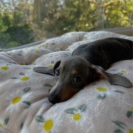 Hildegard - Blue and tan female Dachshund puppy in San Diego, California from Enchantables