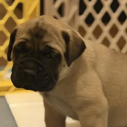 Green Collar - Fawn male Mastiff puppy in Lincolnton, North Carolina from Little Mountain Mastiffs
