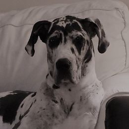 Macy - Great Dane