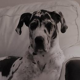 Macy - Great Dane