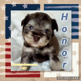 Honor - Liver male Miniature Schnauzer puppy in Independence, Missouri from Crown Schnauzers KC