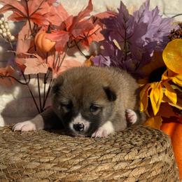 Yellow - Red female Shiba Inu puppy in Elizabeth, New Jersey from Shiba Inu Loving Care