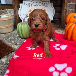 Red - Apricot male Goldendoodle puppy in Little Rock, Arkansas from Adorable Mini Doodles LLC