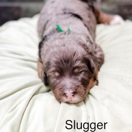 Slugger - Blue merle male Bernedoodle puppy in Pasco, Washington from Camp Doodle Woods