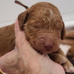 Brown Collar - Red  male Poodle puppy in Colorado Springs, Colorado from Silly's Standard Poodles
