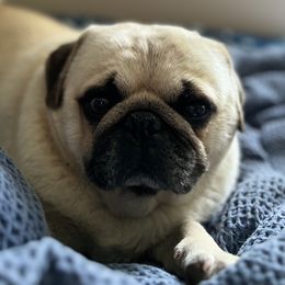 Titus - Pug