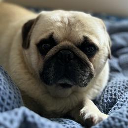 Titus - Pug