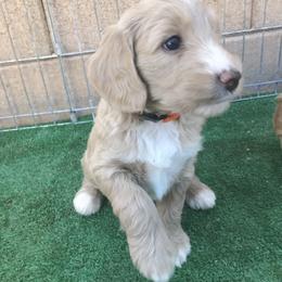 Goldendoodle Puppies from Golden Law Kennels