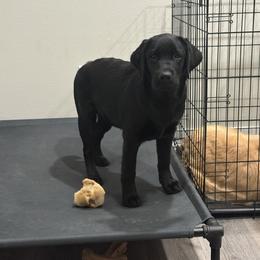Korra - Black female Labrador Retriever puppy in Murrieta, California from The Golden Leash Kennels