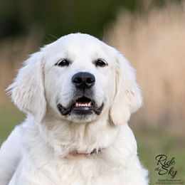 Coco - Golden Retriever