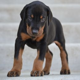 Doberman Pinscher Puppies from Obsidian Kennels