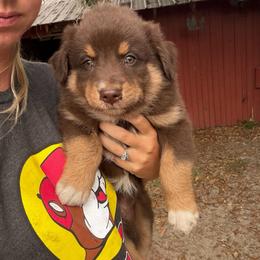 Chewy - Red tri-color male Australian Shepherd puppy in Frostproof, Florida from Central Florida Australian Shepherds