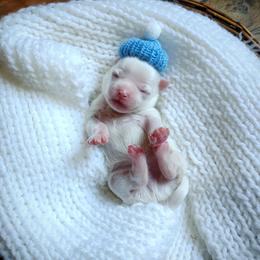 Polar - White male Maltese puppy in Barren Springs, Virginia from Seeking Shalom Acres Maltese, Maltipoos & Havamalts